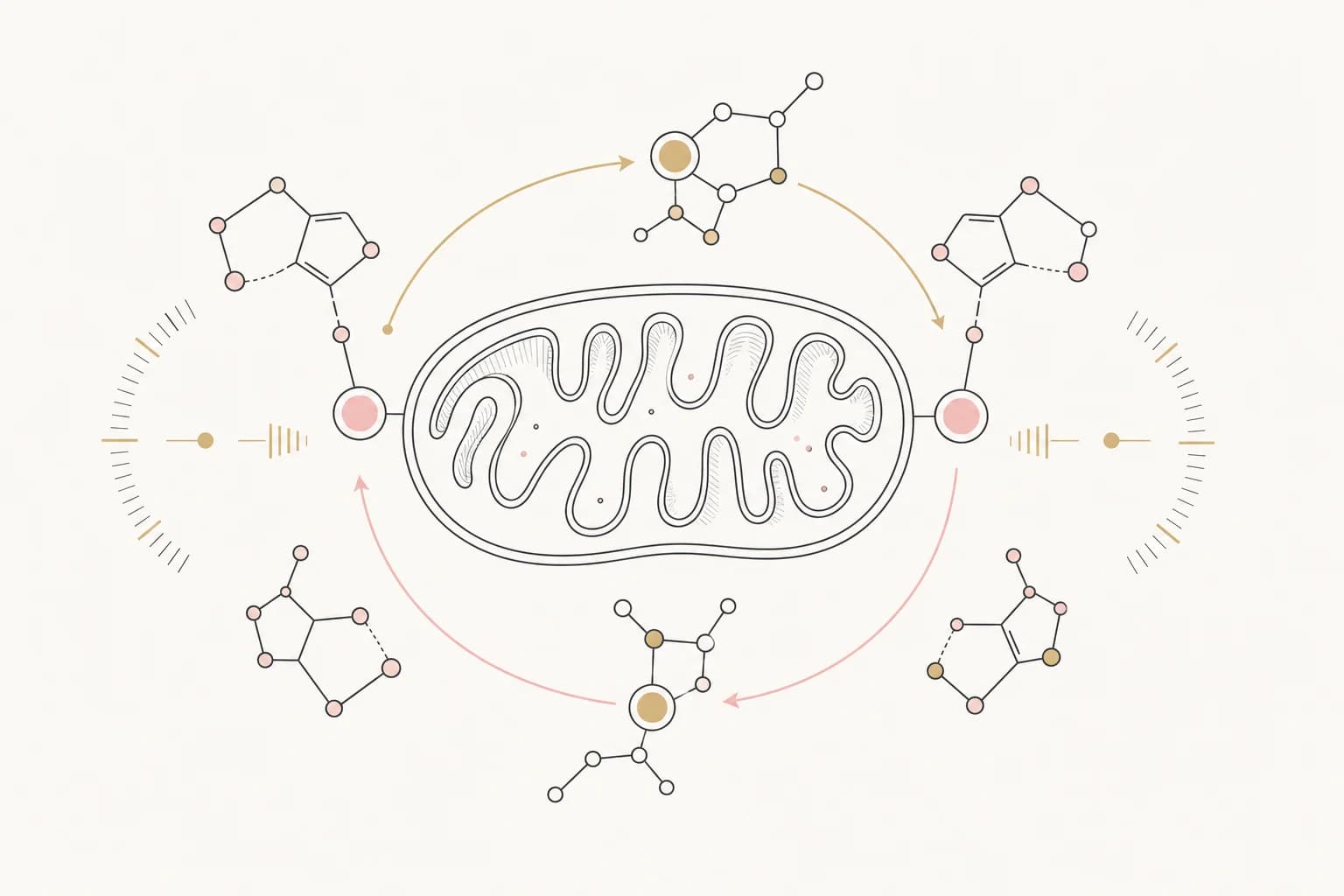 Editorial illustration of NAD+ molecules, a mitochondrion, and a cellular energy-transfer cycle.