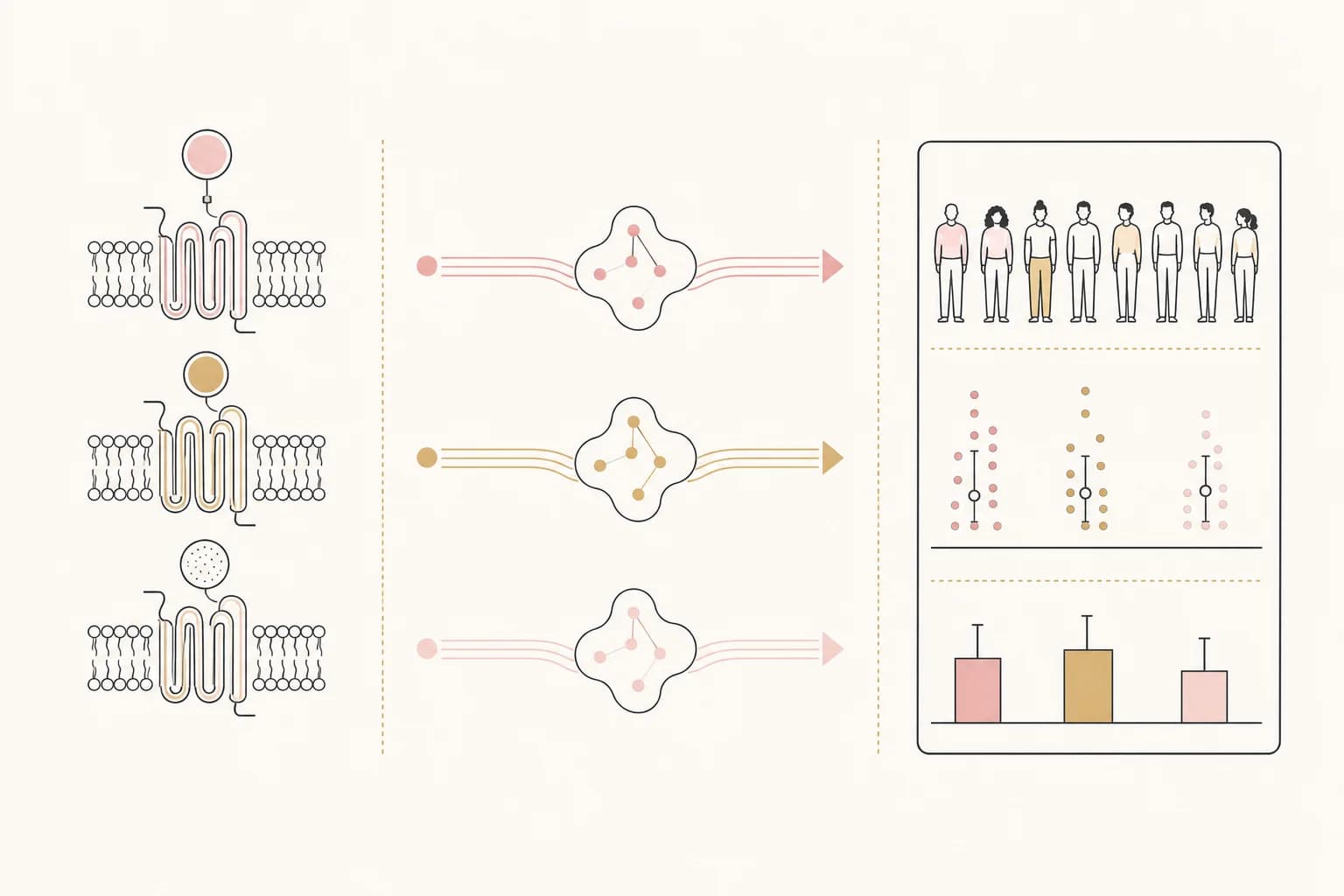 Editorial diagram explaining three receptor pathways and the evidence used to study them.